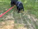 Wonderful for dog walks