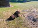 Dogs love it