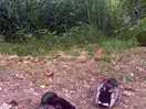 Ducks!