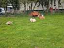 Goats, chickens and rabbits