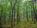 Woodland walk