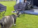 Roaming goats