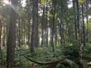 Dense wood