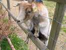 Goat feeding