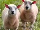 Neighbours