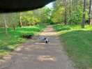 Walk