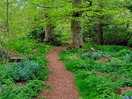 Dog walk