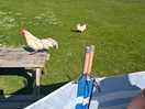 Visiting chickens to the tent