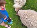 Feeding the sheep