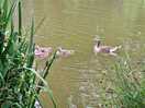 Ducks