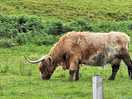 Highland cooo on site