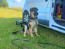 Pups first camping trip. although always on lead it was freedom for him.
