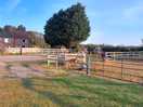 Horse, pony, chicken, cockerell, and goats.