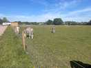Donkeys in the sun
