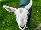 Friendly lamb on site