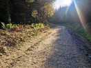 Forest walks