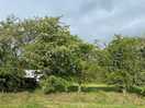 Lovely trees