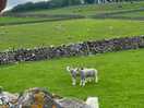 Plenty of livestock surrounding the site