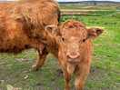 3weeks old highland calf 🥰