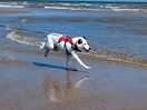 My dog loved the nearby beach! 10-15 min walk from the site