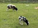 Locals
