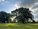 The most beautiful old tree in the middle of the site!