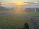 Our dog watching the sunrise