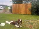 Our dog on site