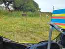 View from the tent - sheep by the hedge