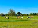 Horse on farm