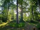 Sun through the trees