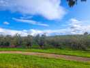 Local walk