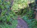 Track to the pub
