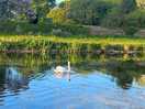 Swan on the canal