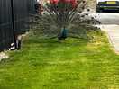 Peacock saying hello