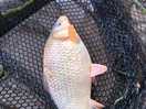 One of my sons catch of the day