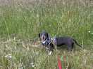 Great dog walks