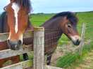The neighbours