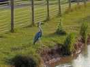 Wildlife