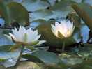 Lillies on the pond