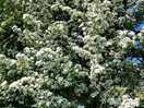Hawthorn