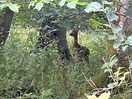 Deer seen while on trail walk