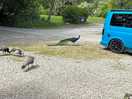 The peacocks