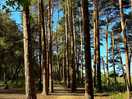 Whilst exploring the wood