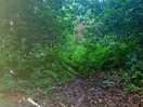 Woodland