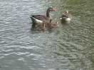 Mother duck