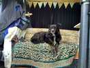 Very dog friendly, even in the clubhouse for breakfast