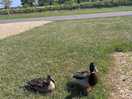 Cheeky ducks