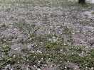 These were the hailstones that ripped tents and dinted cars.