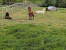 Larmas enjoying the sunshine
